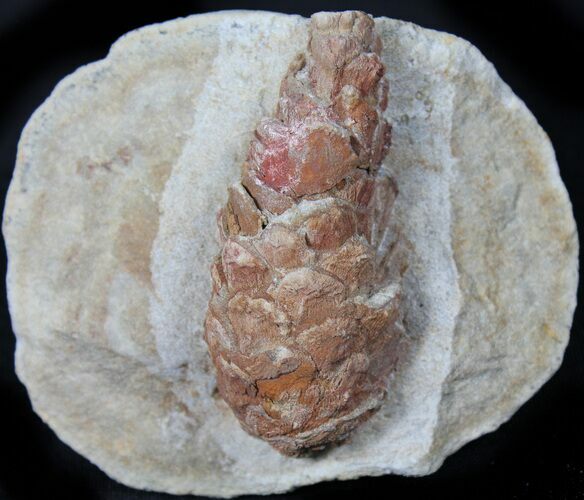 D, Oligocene Aged Fossil Pine Cone - Germany #31375